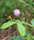 The purple mimosa is blooming in the forest. Photos with front view. Royalty Free Stock Photo