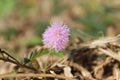 Purple Mimosa pudica flower in nature and close-up of Mimosa pudica Royalty Free Stock Photo