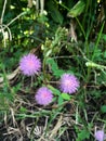 Purple mimosa pudica flower Royalty Free Stock Photo