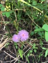 Purple mimosa pudica flower Royalty Free Stock Photo