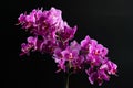 Purple mini orchid on a black background Royalty Free Stock Photo