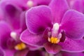 Purple mini orchid on a black background Royalty Free Stock Photo