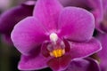 Purple mini orchid on a black background Royalty Free Stock Photo