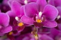 Purple mini orchid on a black background Royalty Free Stock Photo