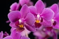 Purple mini orchid on a black background Royalty Free Stock Photo