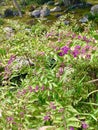 Purple mini wild berries in Zen Garden