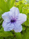 A purple Minnieroot flower grow in the roadsides in southeast asia