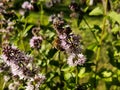 Purple mint flowers and a bee.