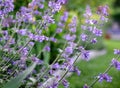 Purple Mint Herb Flowers growing outdoor in a garden, mediterranean herbs for healthy food or organic kitchen, close up