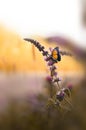 Purple mint orange butterfly