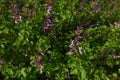 Purple Mint Spur-flower Flowering Plants Plectranthus sp.