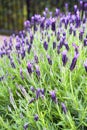 Purple Monet Dentate Lavender during its blossom in garden Royalty Free Stock Photo