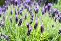 Purple Monet Dentate Lavender during its blossom in garden Royalty Free Stock Photo