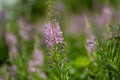 Purple Monkeyflower Blossom in Alpine Meadow