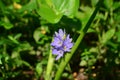 Purple Monochoria vaginalis flower