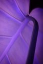 Purple monstera leaf with colorful closeup of plant part Royalty Free Stock Photo