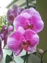 Purple moon orchid flower in front of the house Royalty Free Stock Photo