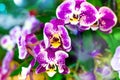 Purple Moon Orchid or Known As Charm Flower. Phalaenopsis Amabilis Batik Variance