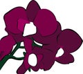 Purple Moon Orchid or Puspa Pesona vector Royalty Free Stock Photo