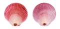 Purple Moon Scallop Royalty Free Stock Photo