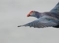 Purple moorhen bird portrait photos