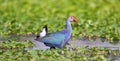 Purple moorhen bird