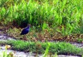 Purple Moorhen in nature, India