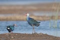 Purple Moorhen Pair seen near Jamnagar,Gujarat,India