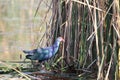 Purple moorhen