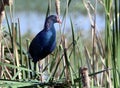 Purple moorhen