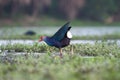 Purple moorhen or swamphen or watercock in a local wetland