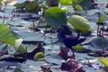 Purple Moorhen walks on green lily pads in natural habitate, India