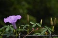 Purple morning glories grow wild on house fences Royalty Free Stock Photo