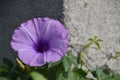 Purple morning glories grow wild on house fences Royalty Free Stock Photo