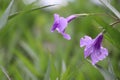 Purple morning glories after rain Royalty Free Stock Photo