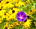 Purple Morning Glory Royalty Free Stock Photo