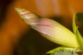 Purple morning glory bud