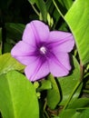 Beach Moon flower