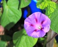 Purple Morning Glory Flower Bloom