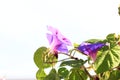 Purple Morning Glory Flower Blooms