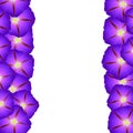 Purple Morning Glory Flower Border. Vector Illustration Royalty Free Stock Photo