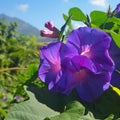 Purple morning glory flower in the garden