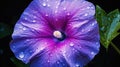 purple morning glory flower Royalty Free Stock Photo