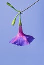 Purple Morning Glory Flower. Ipomoea purpurea Royalty Free Stock Photo
