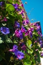 Purple Morning glory flowers all over the wall of the building - Ipomoea purpurea, Portugal, Vertical Royalty Free Stock Photo