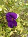 purple morning glory flowers in the garden