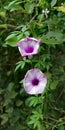 Purple morning glory flowers in Singapore Royalty Free Stock Photo