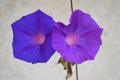 Purple morning glory with grey background
