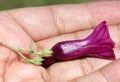 Purple morning glory, Mahalungi, Argyreia cuneata Royalty Free Stock Photo