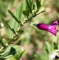 Purple morning glory, Mahalungi, Argyreia cuneata Royalty Free Stock Photo